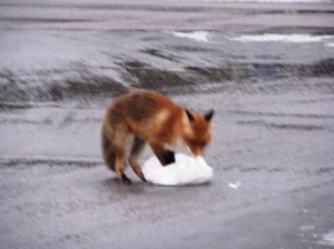 Räv